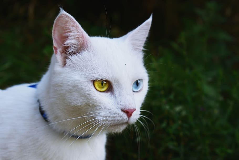 white cat, animal themes, domestic, pets, one animal, domestic animals HD wallpaper