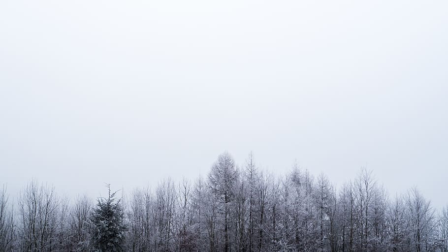 lake constance, frozen, fog, fir, winter, white, grey, trees, HD wallpaper