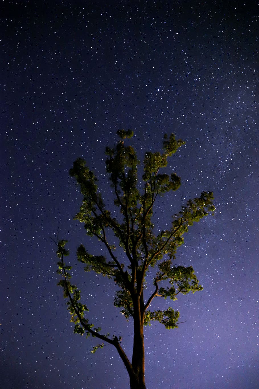 green leafed tree under sky full of star, long exposure, galaxy HD wallpaper