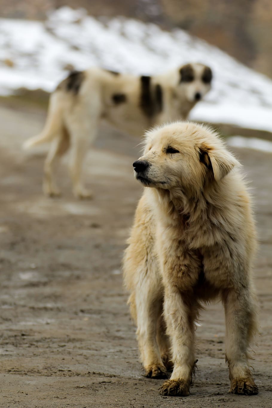 iran, maku, mammal, animal themes, pets, domestic, dog, canine HD wallpaper