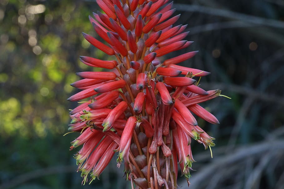 portugal, évora, plant, red, growth, flower, flowering plant, HD wallpaper