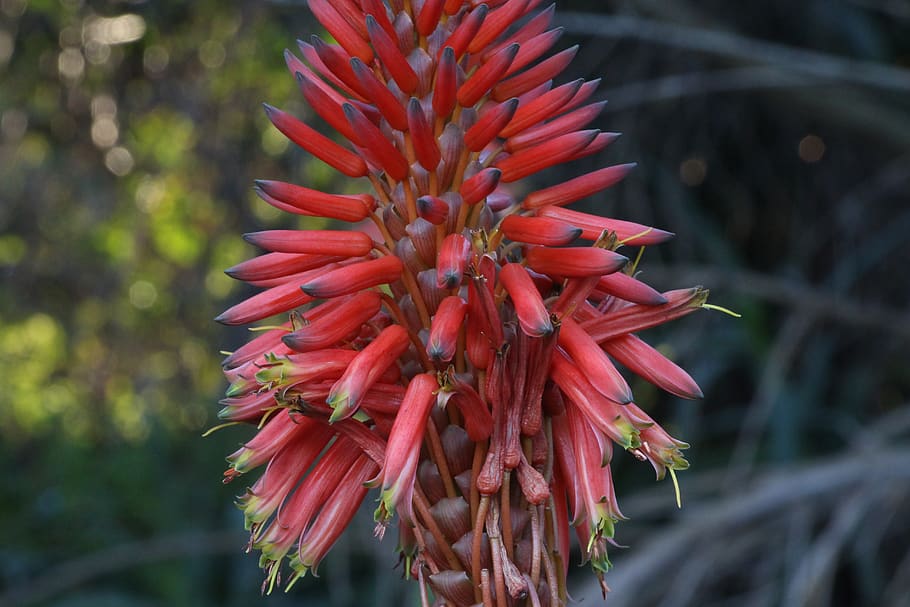 portugal, évora, plant, red, growth, flower, flowering plant HD wallpaper