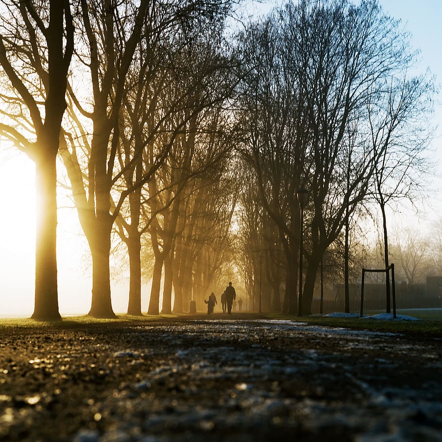 silhouette photography of person walking between trees, park HD wallpaper