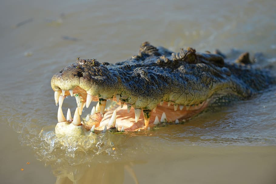 croc, crocodile, saltwater, river, animal, wild, nature, lizard