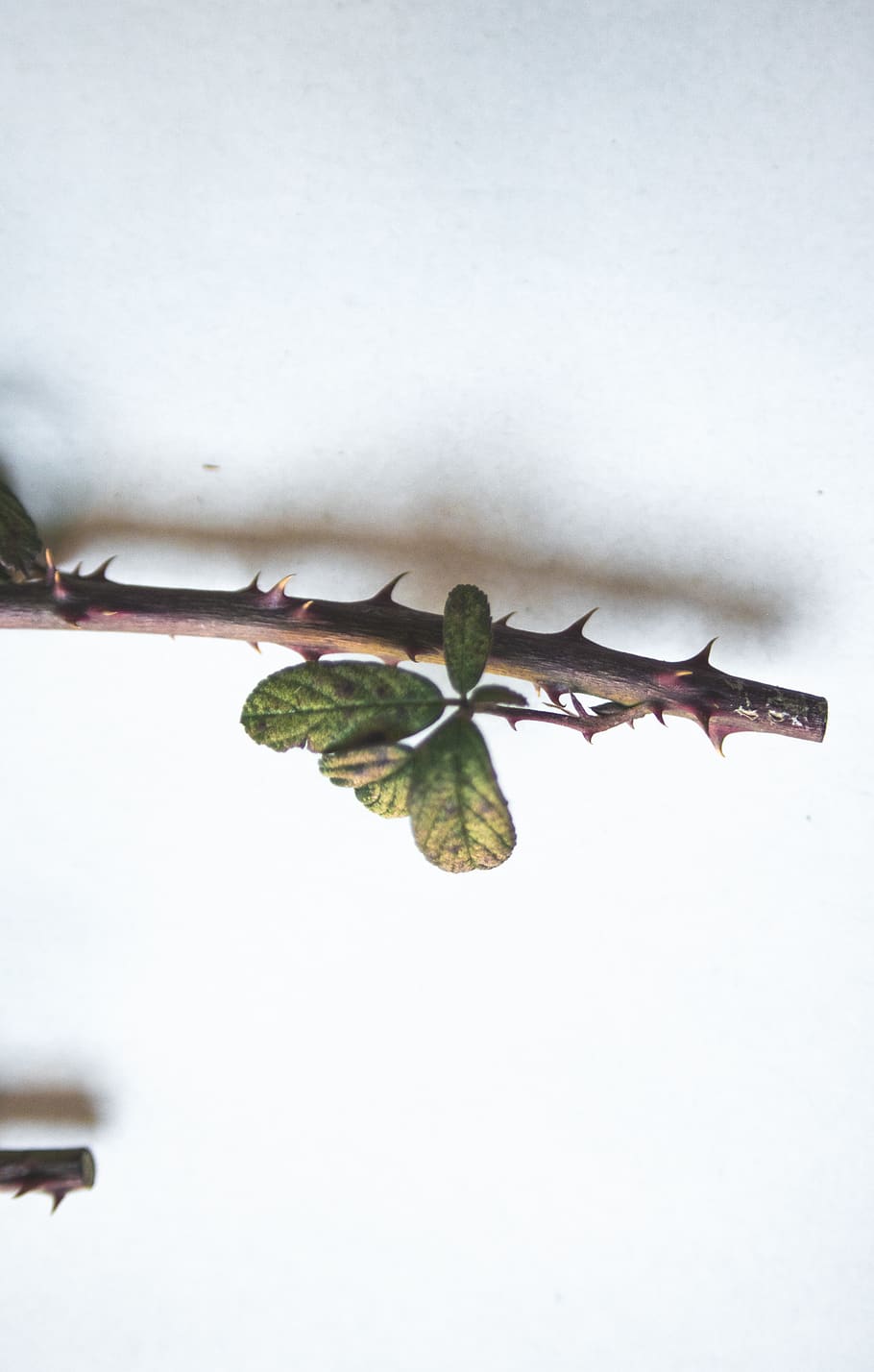 leaf, plant, tree, nature, cool, beautiful, awesome, plants HD wallpaper