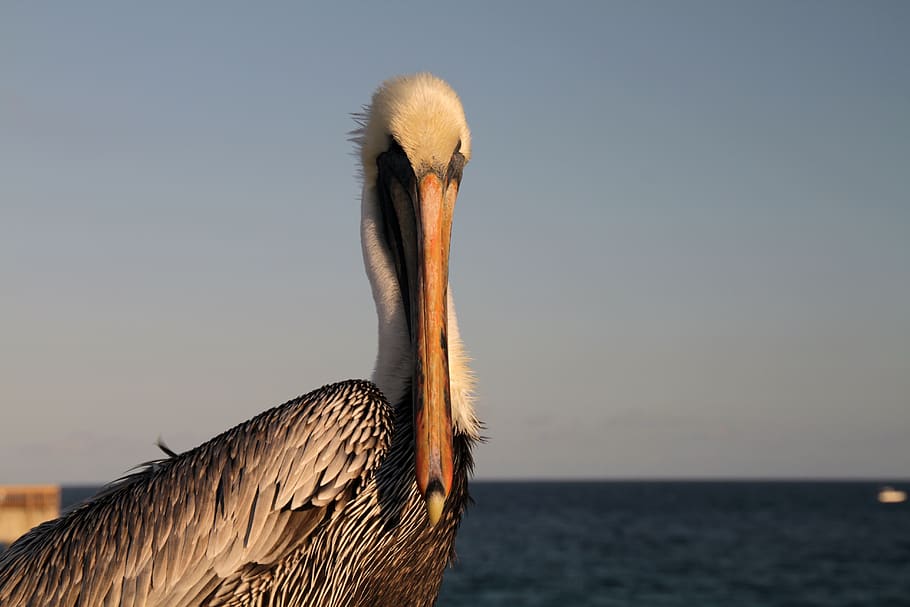 pelican, bird, big, head, wildlife, feather, one animal, vertebrate HD wallpaper