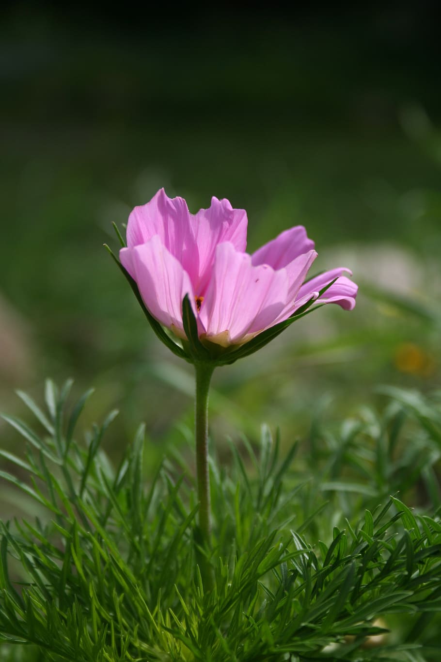 cosmea, cosmos, kosmeen, flower, pink, nature, blossom, bloom HD wallpaper