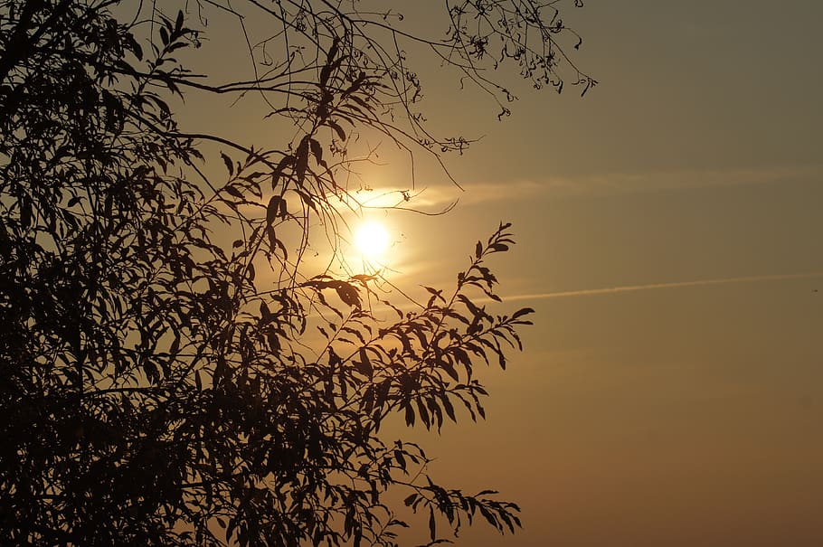 sunset, tree, nature, partly cloudy, sky, beauty in nature HD wallpaper