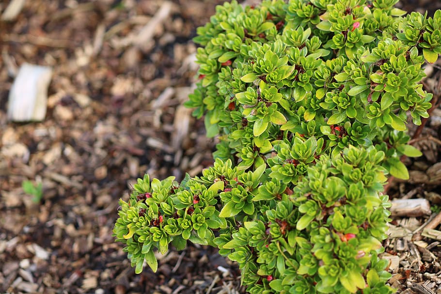 plants, nature, growth, plant part, leaf, green color, beauty in nature HD wallpaper