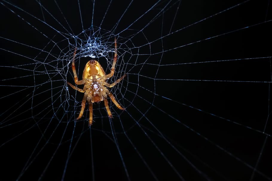 trap, spider, deadly, wild, animal, insect, web, spider web HD wallpaper