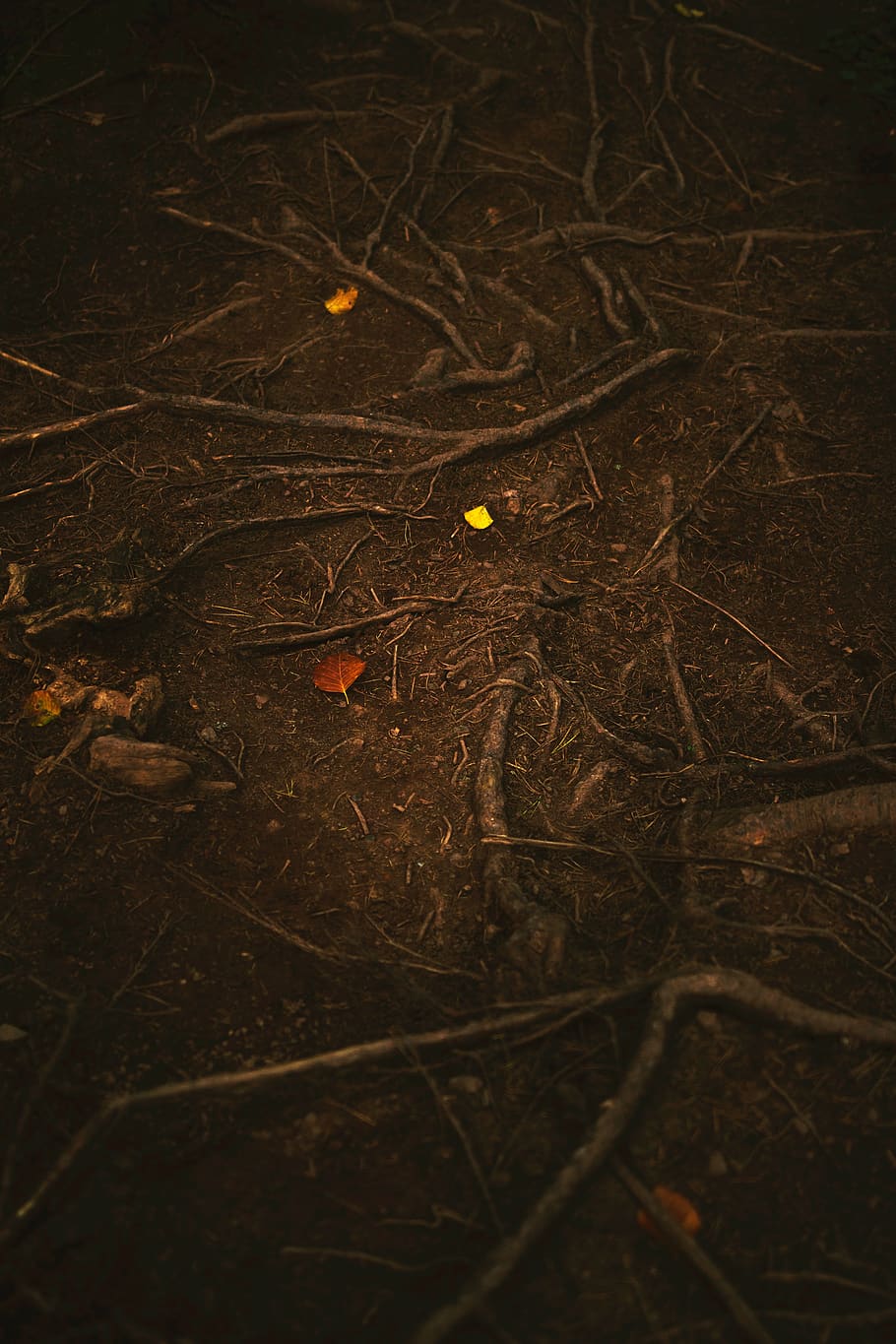 nature, woods, forest, soil, root, trees, no people, land, plant HD wallpaper