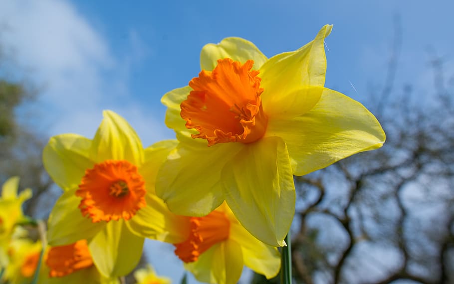narcissus, flower, bloom, spring, blossom, plant, bright, yellow HD wallpaper