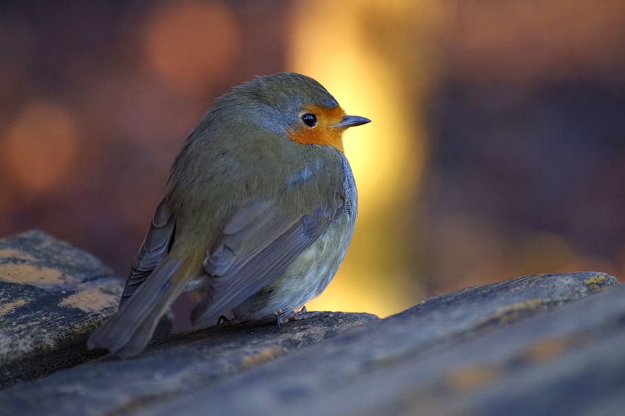 Hd Wallpaper Robin Wild Bird Animal World Songbird Animal Wildlife One Animal Wallpaper Flare