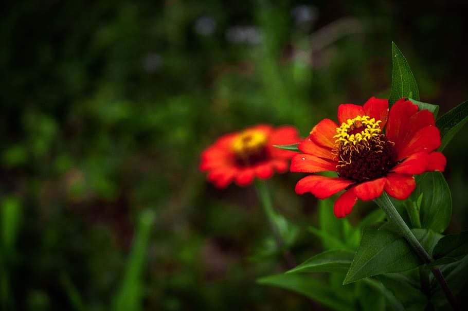 flowers, blur, garden, botany, romanticism, botanist, flowering plant HD wallpaper