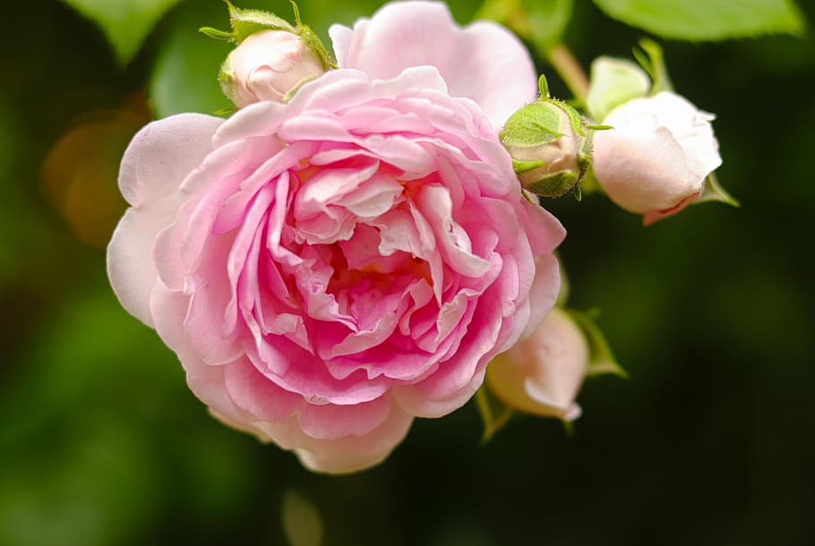 rose, romantic, blossom, bloom, nature, pink, pink color, flower HD wallpaper