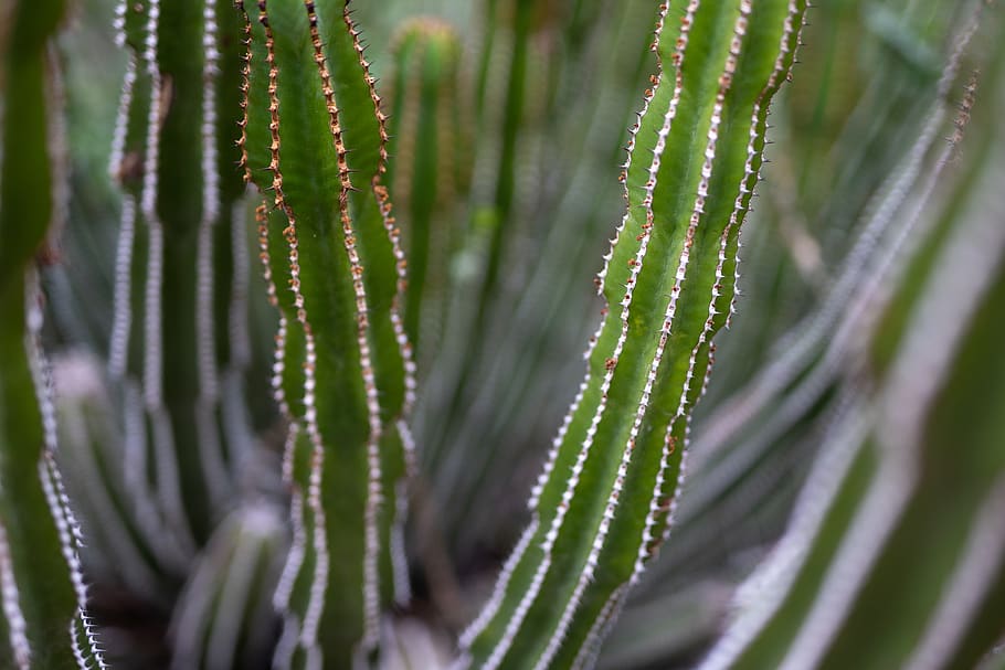 selective focus photo of green cacti, plant, cactus, south africa, HD wallpaper