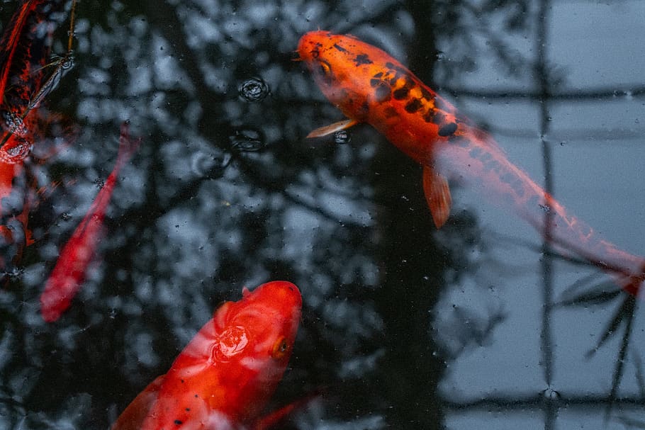 red koi fish, animal, carp, goldfish, water, lake, nature, pond fish, HD wallpaper