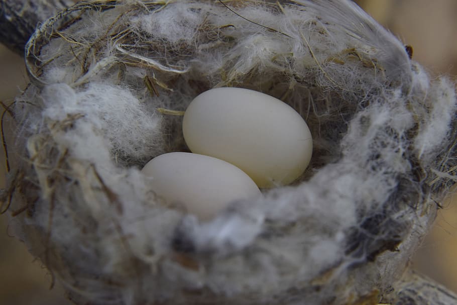 nest, small, bird, nature, eggs, close-up, no people, white color HD wallpaper