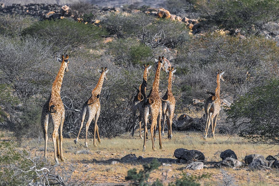giraffe, namibia, africa, nature, mammal, landscape, animal, HD wallpaper