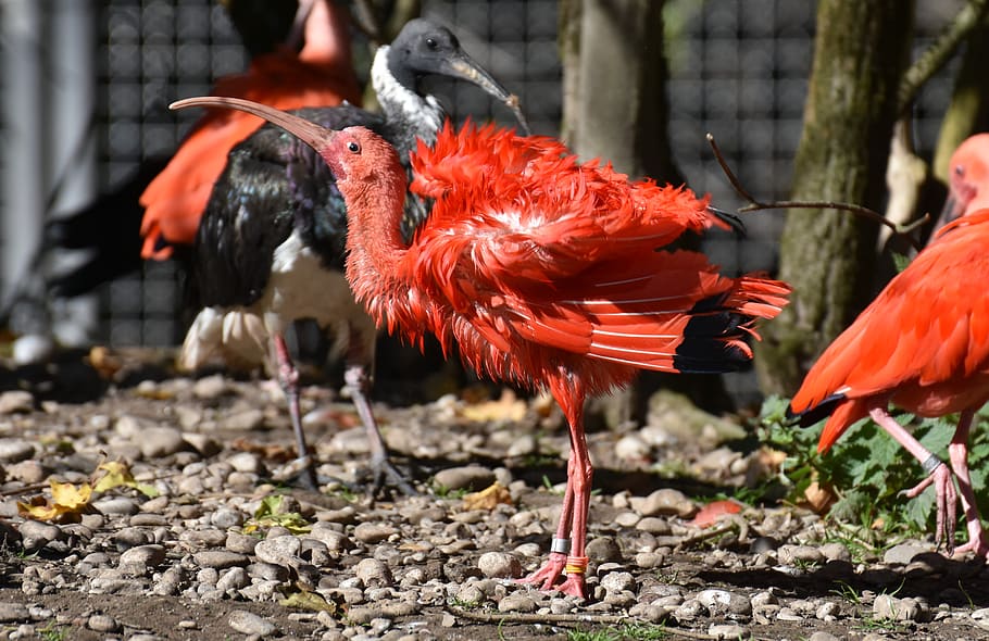ibis, eudocimus ruber, scarlet ibis, red ibis, plumage, zoo, HD wallpaper