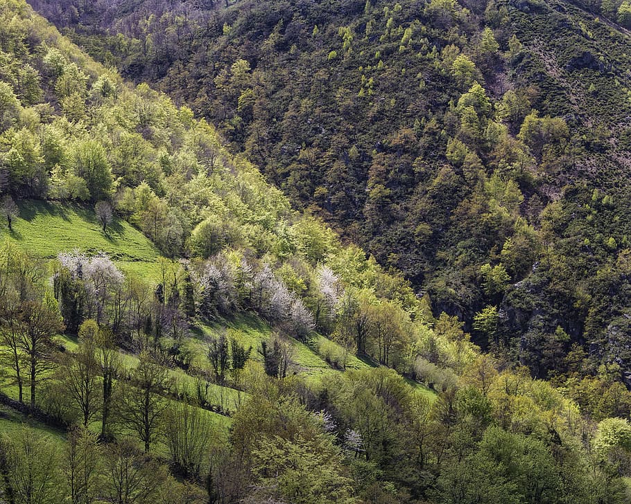 spain, aller, beeches, forest, asturias, tree, beauty in nature, HD wallpaper