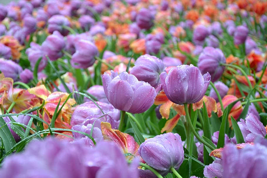 tulips, flowers, spring, flora, nature, flowering plant, beauty in nature HD wallpaper