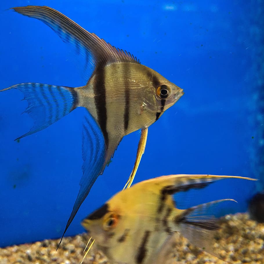 aquarium, fish, animal, animal themes, animal wildlife, animals in the wild HD wallpaper