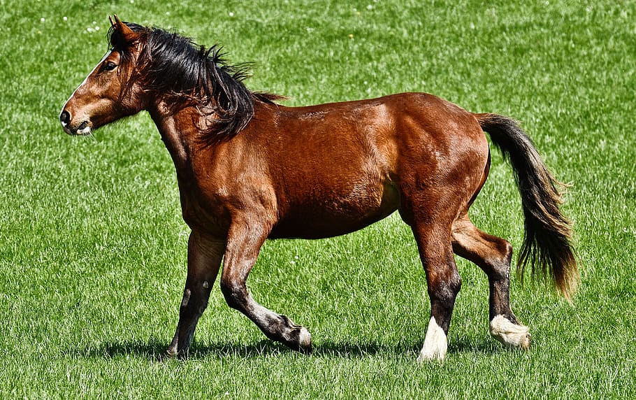horse, ride, equestrian, coupling, animal, nature, landscape HD wallpaper