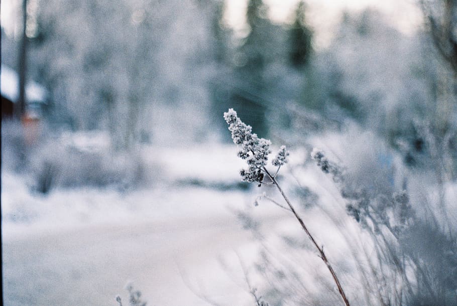 grass during winter, plant, nature, snow, day, cold temperature HD wallpaper