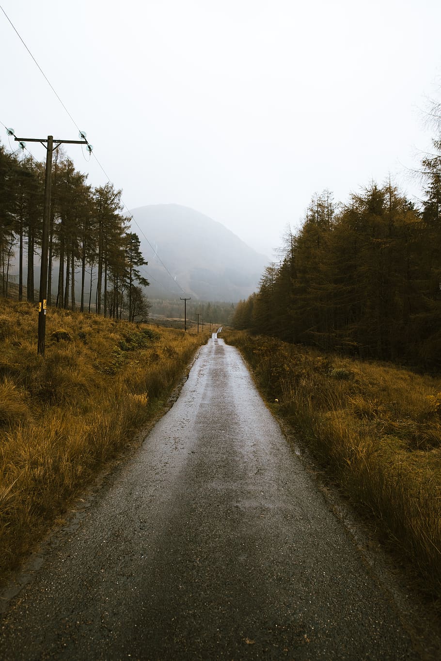 Road Near Trees, background, dawn, daylight, destination, electrical post HD wallpaper