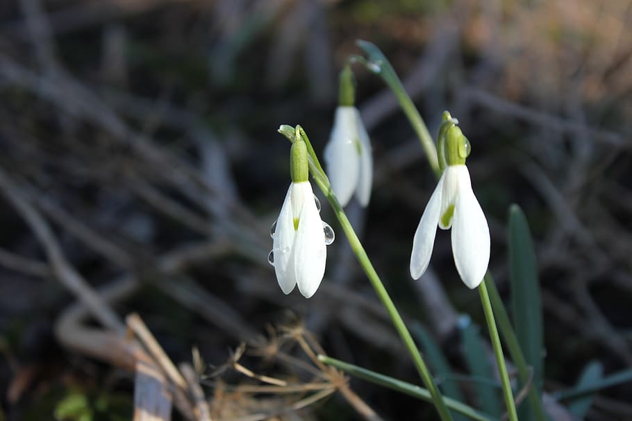 snowdrop, plant, flower, spring, flowers, spring flower, flowering plant HD wallpaper