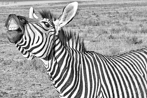 zebra, funny, laughs, shows teeth, tooth, black and white, striped HD wallpaper