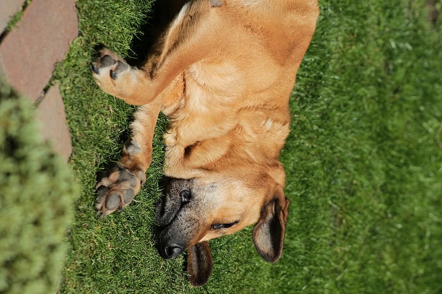 brown dog lying on grass, animal, pet, mammal, golden retriever HD wallpaper