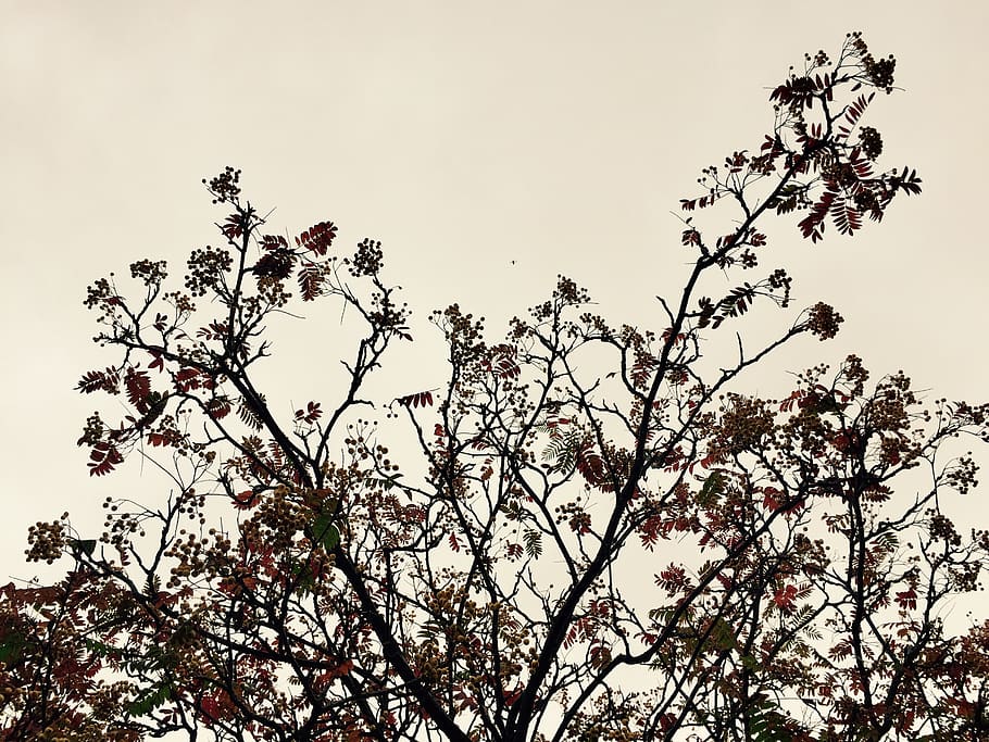 tree, branches, sky, ambient, fall, autumn, plant, low angle view HD wallpaper