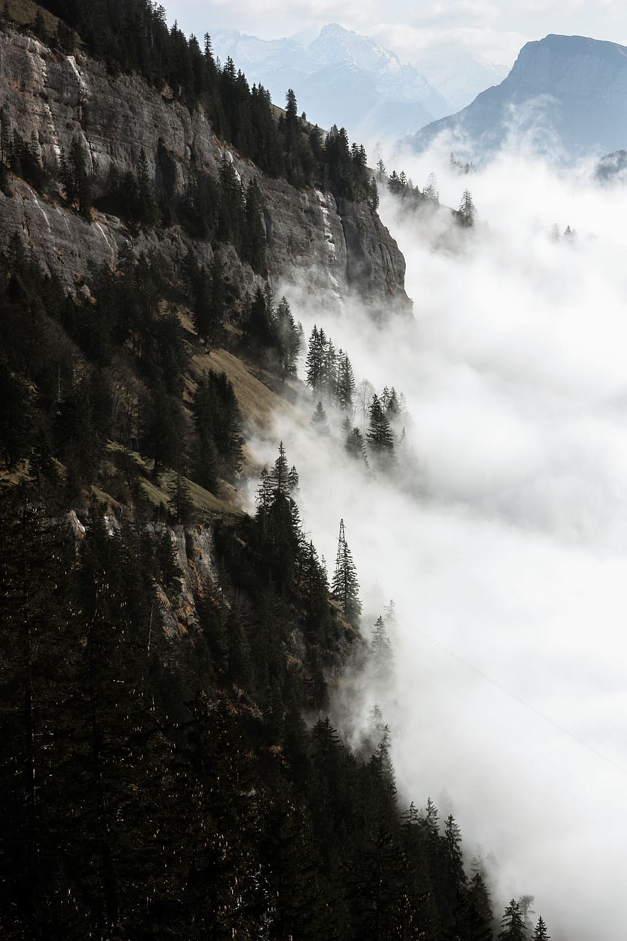 green forest covered with fogs, tree, plant, fir, abies, nature HD wallpaper