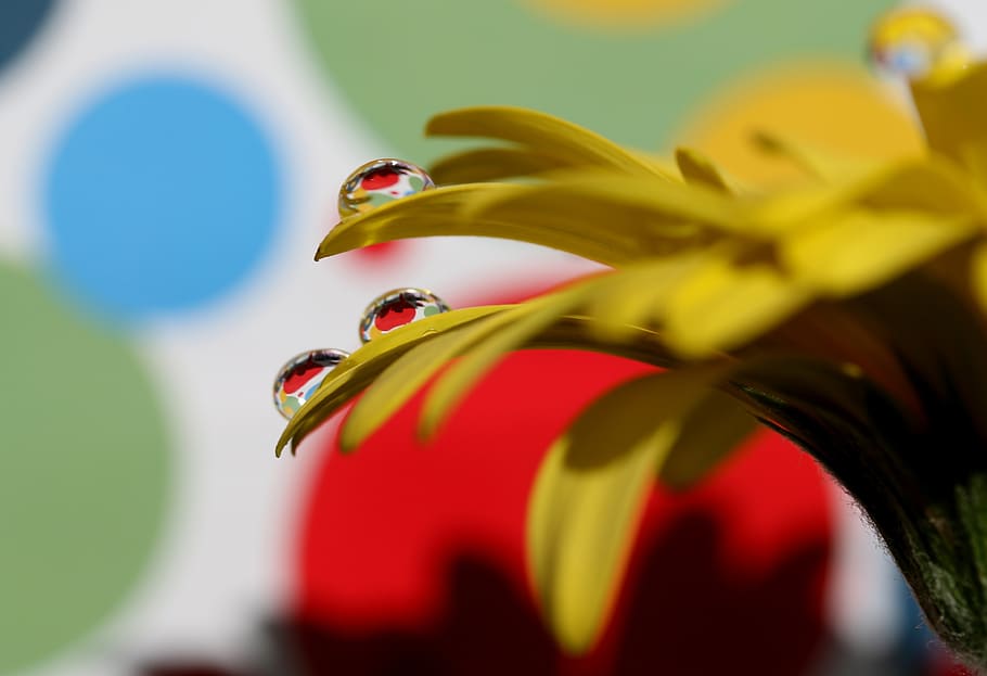 drops, water, macro, flower, refractive, petals, yellow, plant HD wallpaper
