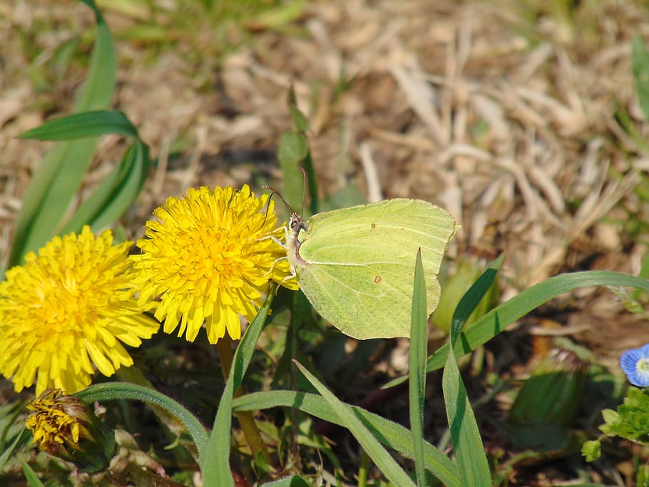 spring, butterfly, nature, insect, meadow, color, garden, green HD wallpaper