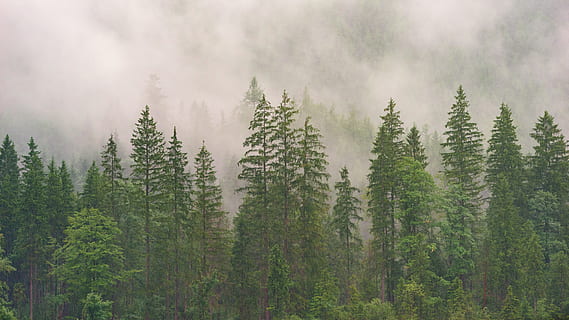 HD wallpaper: Flock Of Birds, cold, conifer, dawn, daylight, desktop ...