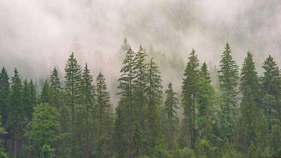 Trees, daylight, fog, foggy, forest, nature, woods, plant, land