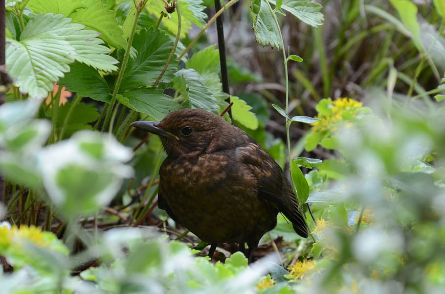 bird, blackbird, animal themes, animal wildlife, plant, one animal HD wallpaper
