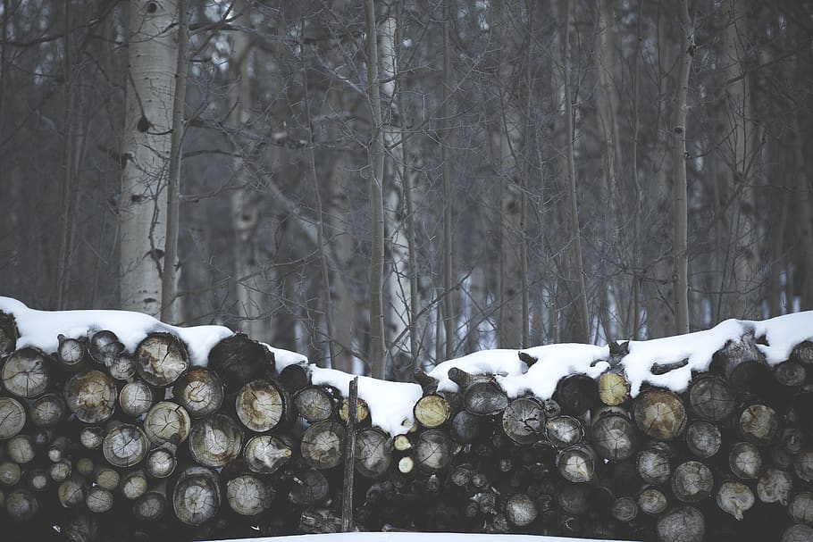 brown tree logs, snow, cold temperature, winter, forest, land HD wallpaper