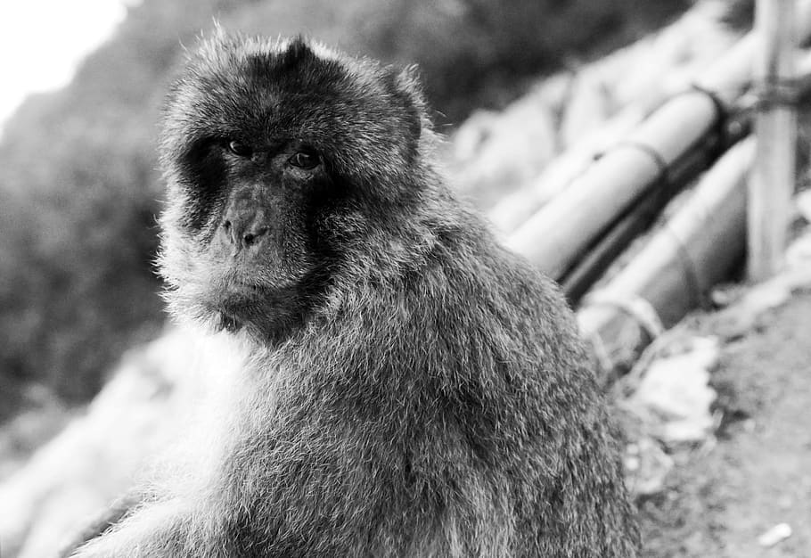 gibraltar, primate, one animal, animal wildlife, mammal, animals in the wild HD wallpaper