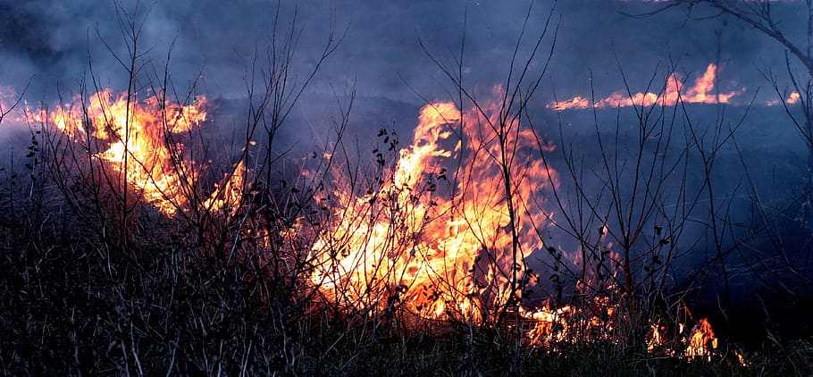 fire, hot, jungle, forest, wild, nature, burning, fire - natural phenomenon HD wallpaper