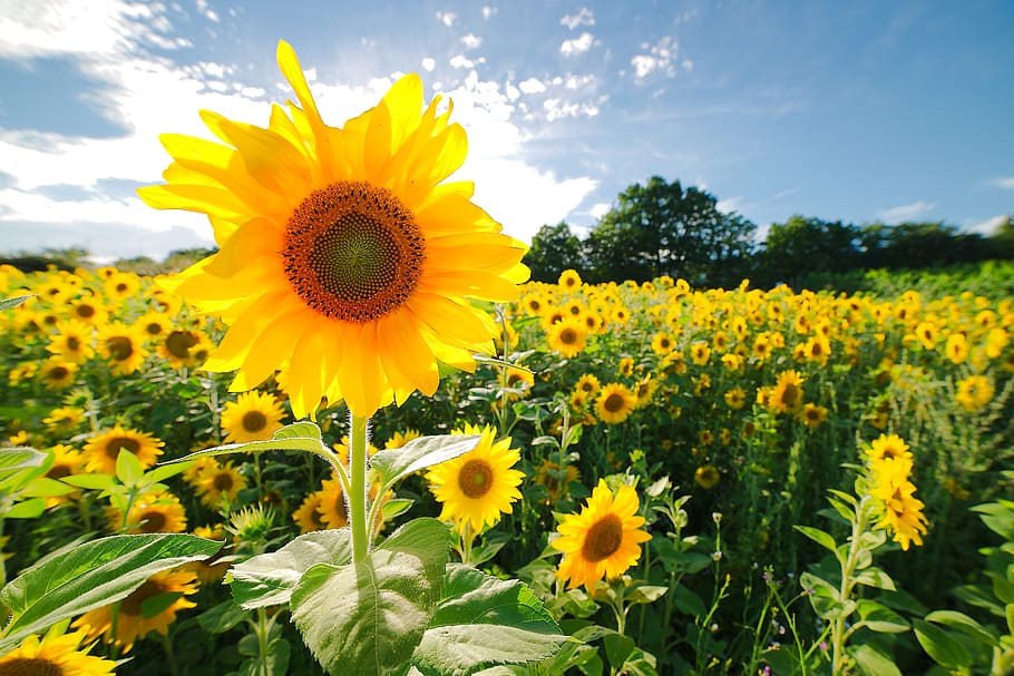 germany, koblenz, bright, yello, sun, green, sunflower, red HD wallpaper