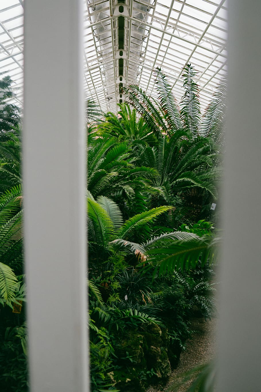 munich, botanical garden, germany, münchen, palm trees, growth HD wallpaper