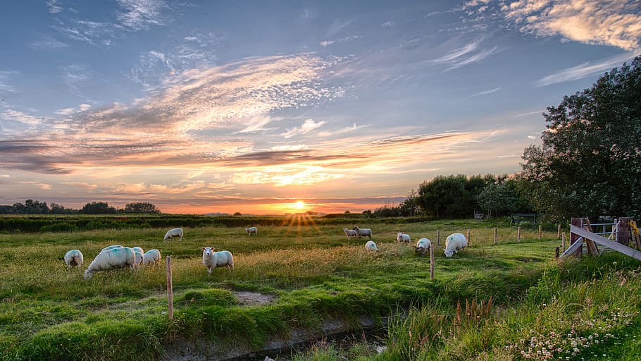 Herd of Sheep on Green Grass Field, clouds, country, farm, farmland, HD wallpaper