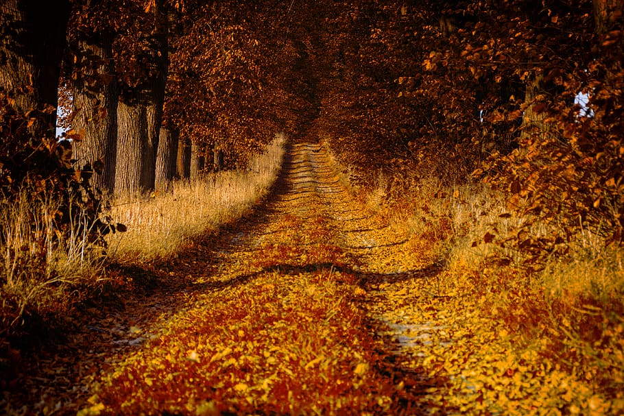 pathway between trees, gravel, dirt road, poland, jeziory, wielkopolski national park HD wallpaper
