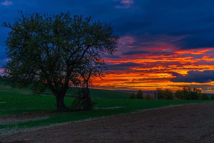 sunset, tree, landscape, nature, sky, clouds, dusk, twilight HD wallpaper