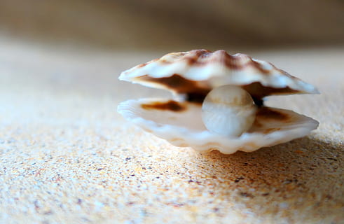 shell, the beach pearl, sand, seashell, close up, mother of pearl HD wallpaper