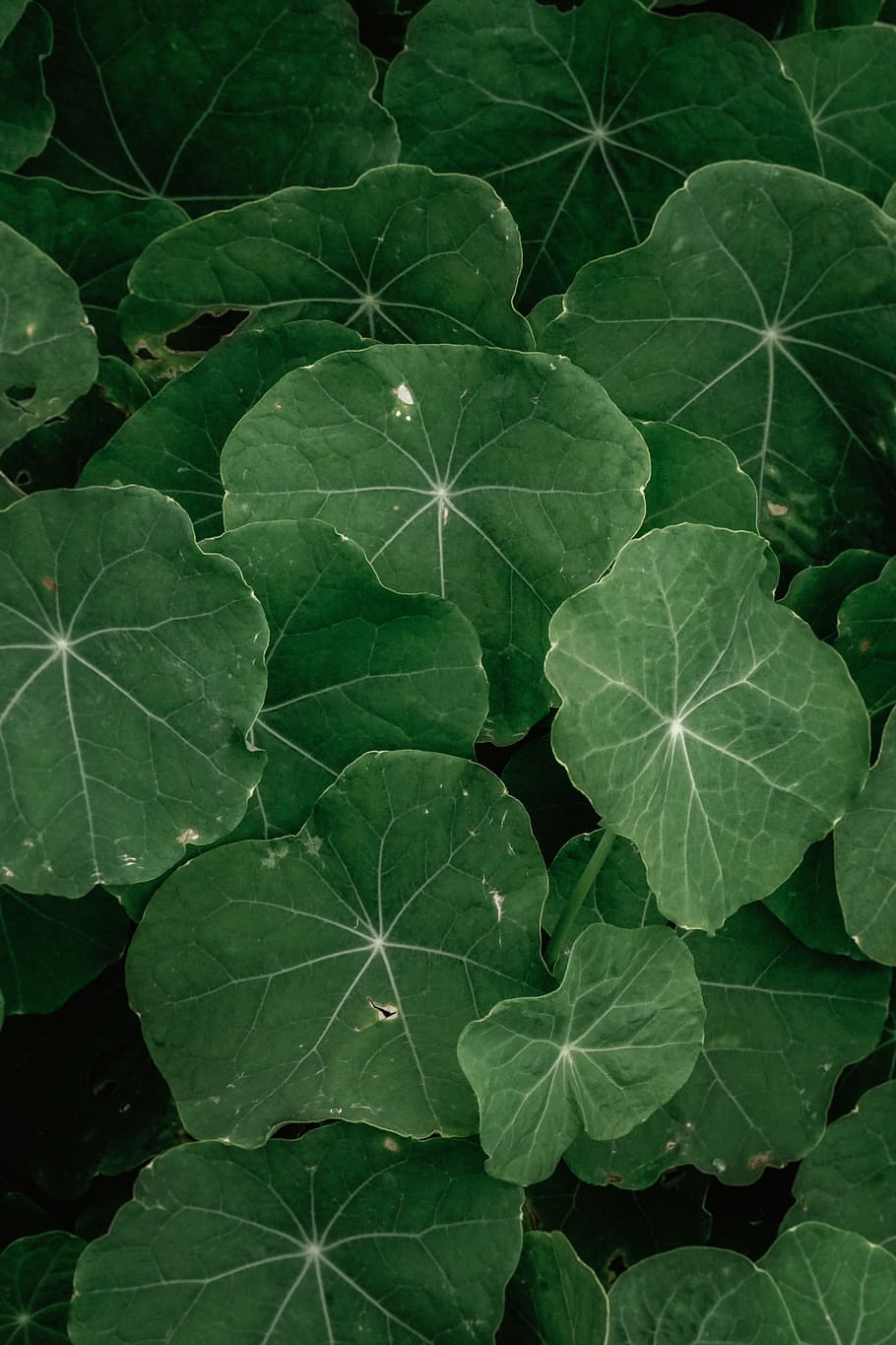 plant, leaf, veins, green, nasturtium, greenery, ivy, jar, pottery HD wallpaper